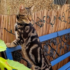 Akhan
