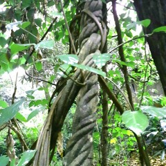 Lucy Salomão Arteiro