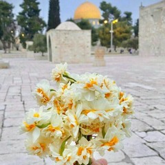 طائر السنونو 𓂆🇵🇸