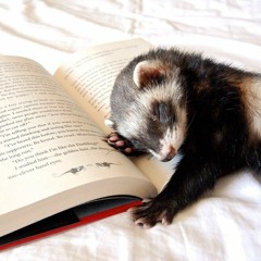 Ferrethunter 1222