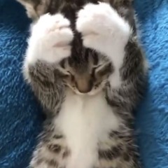 Kai