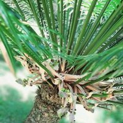 Ýāńăh Turagaloaloa