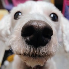 . : • °【  𝙼𝚒𝚝𝚜𝚔𝚒 𝙵𝚊𝚗♡ 】° • : .