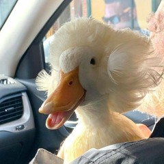 basedduck