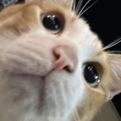 ぱこみ