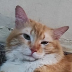 Melrrey