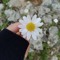 Asma Amer