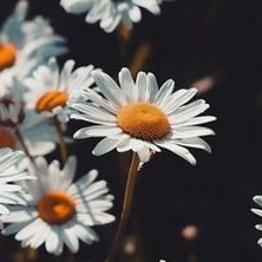 ام البنين