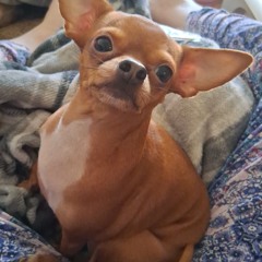 🎀 Brunette Babyyy 🎀