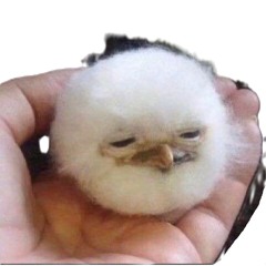 calhog