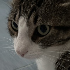 PSIHO