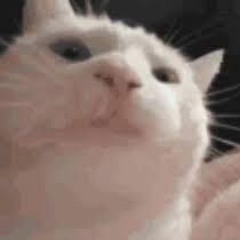 catjam22