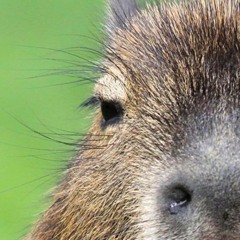 Surrounded By Capybaras