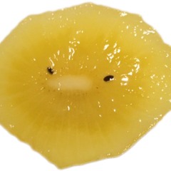 kakehi