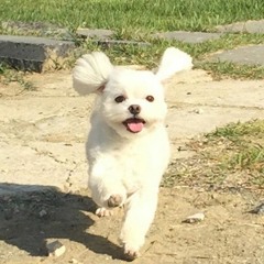 호롤롤로