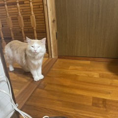 もとき