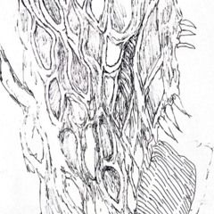 perc228