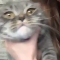 belka_ninelka
