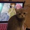 schizocat