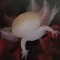 axolotl    (psy trance)