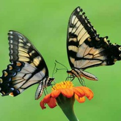 Empress Butterfly 🦋