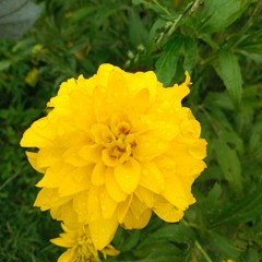 Parope Chencho Seven