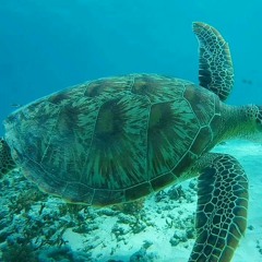 Krisna Widitya Putri