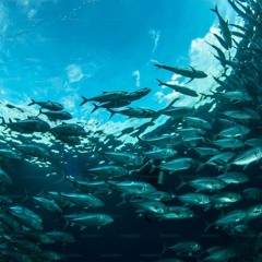 FishDupe