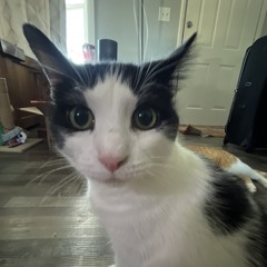 yungneoo