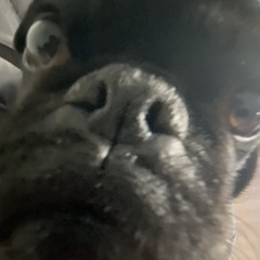 jake