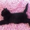 aslan