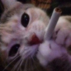 toasted_bagels