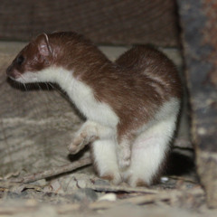 SleepyErmine