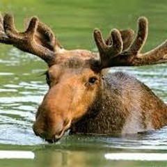 MOOSE MAN