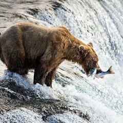 Grizz2124