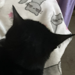 𝓒𝓻𝓮𝓪𝓶𝔂