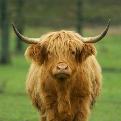 שוקי פינוקי 1