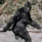 Sasquatch