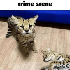 suspect is Emerald