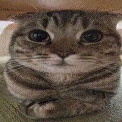 Felix
