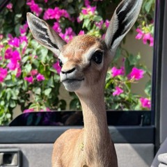 ظــبي العــــ🎀ــدامــى