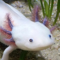 Axolady