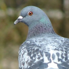 Cuming Pigeon