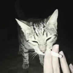 promethazine tolerance