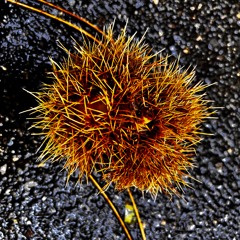 Trance2026-DAF - 2025-11-15 01.50.57