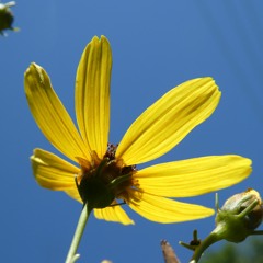 EnchantedSunflower