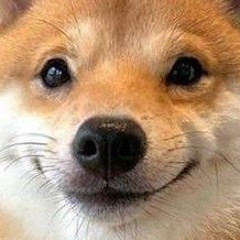 ThomasDoge
