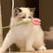 냥냥