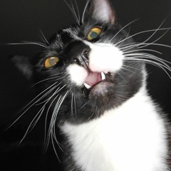 Kitty