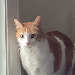 schwib